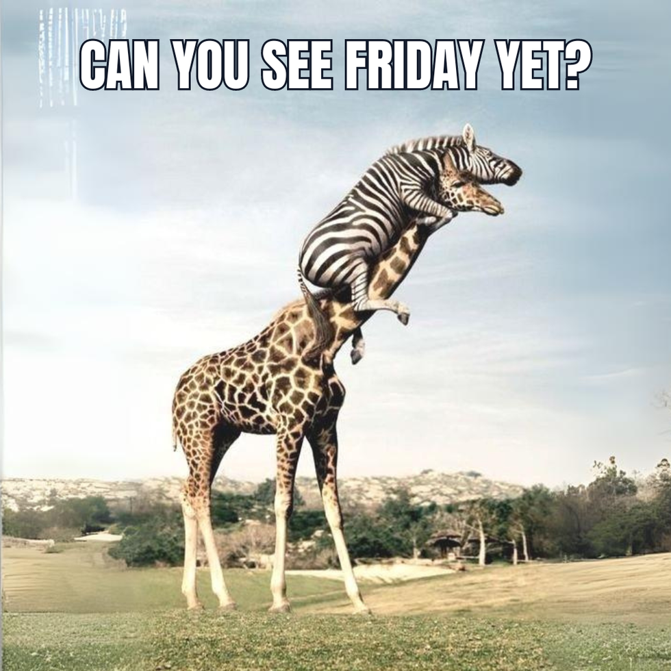 A zebra in the neck of a giraffe and text: Can you see Friday yet?
