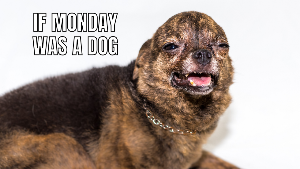An ugly dog making a sad and tired face, with the text: "If Monday was a dog."
