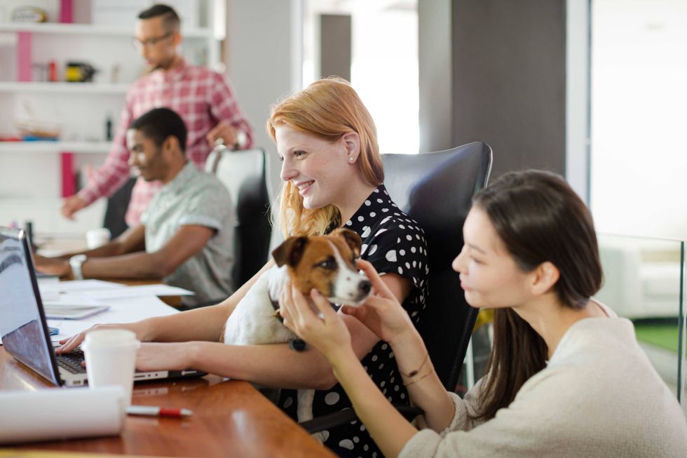 Employees working together in a bright office, with two colleagues petting a small dog at a desk.