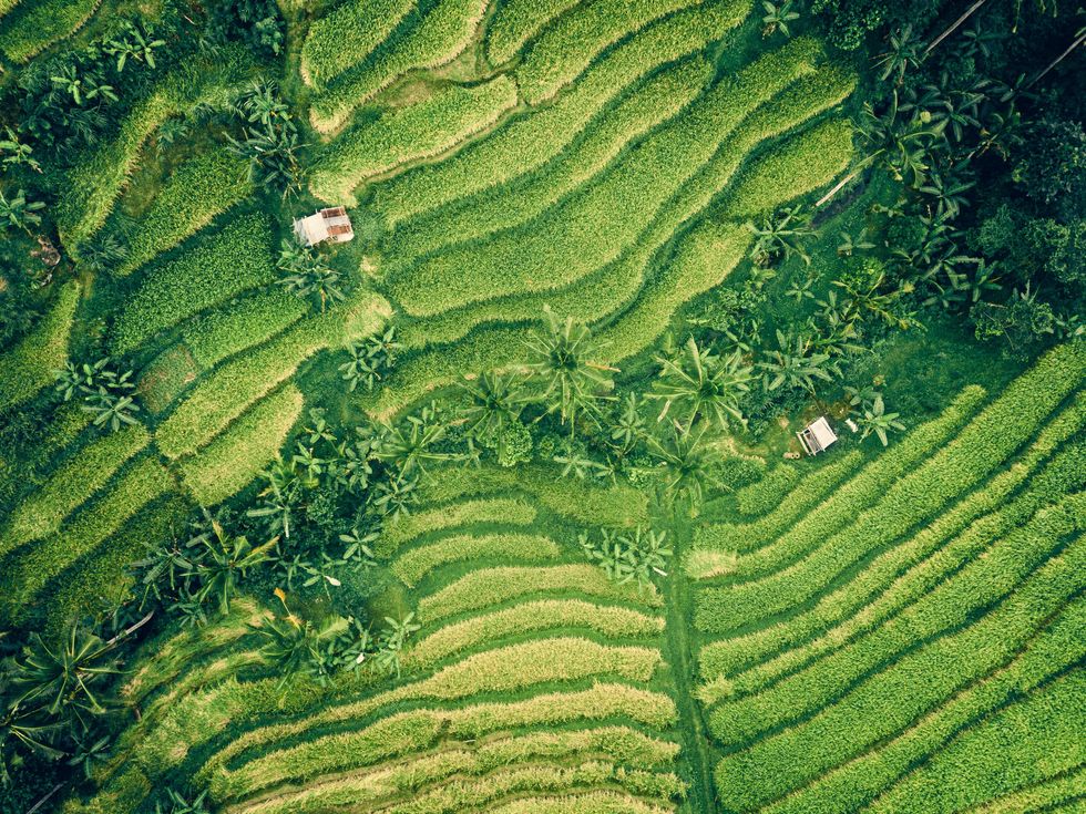 image of green fields