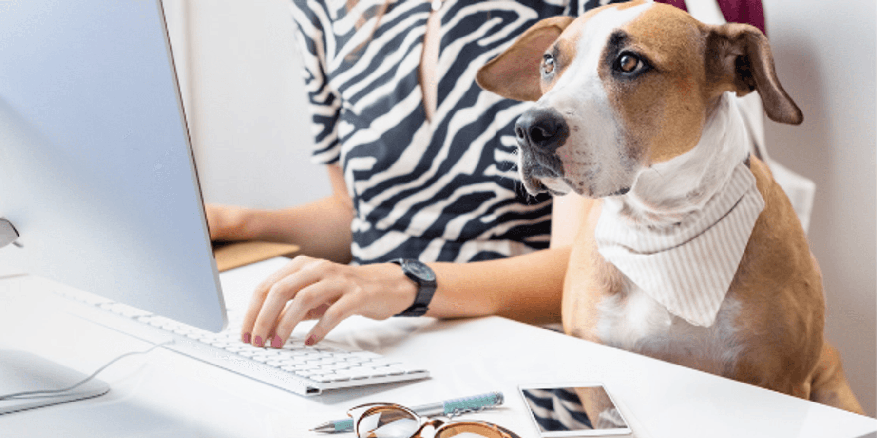 7 Dog-Friendly Companies Hiring Now!