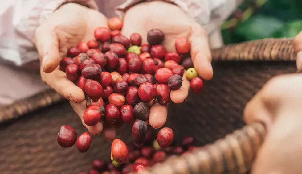 Photo of a person's hands grabbing coffee beans from a wooden basket