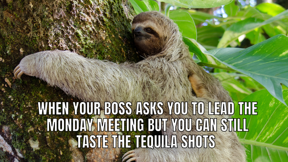 Sloth hugging a tree with the text: "When your boss asks you to lead the Monday meeting but you can still taste the tequila shots."