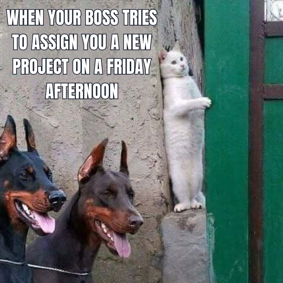 Two Dobermans and a white cat hidden and text: Whe your boss try to assign you a new project on a Friday afternoon.