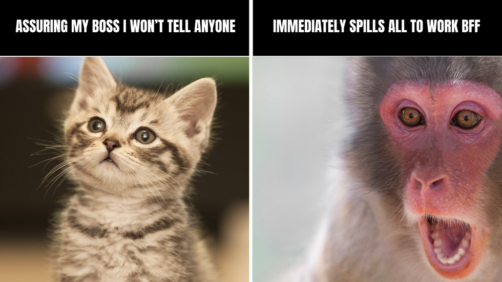 Work bestie meme with two side by side images. In the first, there's a cute cat with the text "Assuring my boss I won't tell anyone." In the second, there's a monkey with its mouth wide open with the text "Immediately spills all to work bestie."