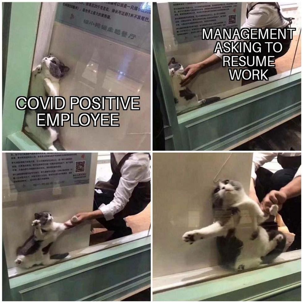 work from home meme with four quadrants. The first features cat stuck behind the glass in a window (captioned covid positive employee). The second featuring cat getting help captioned, "management asking me to resume work." The third is a photo of cat trying to stay put. The four is a photo of the cat desperately looking away.